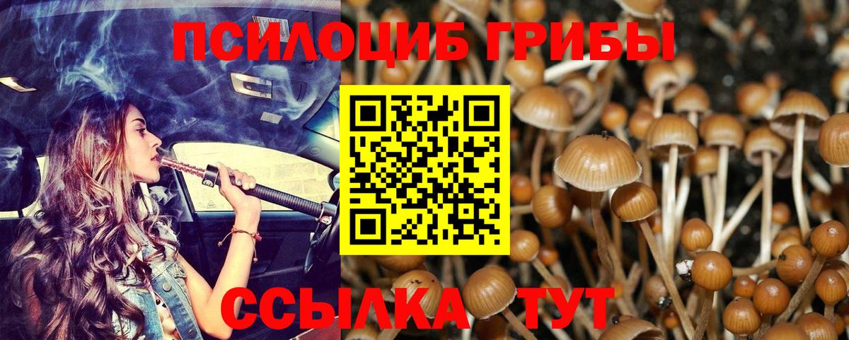 Псилоцибиновые грибы Psilocybine cubensis Приморско-Ахтарск